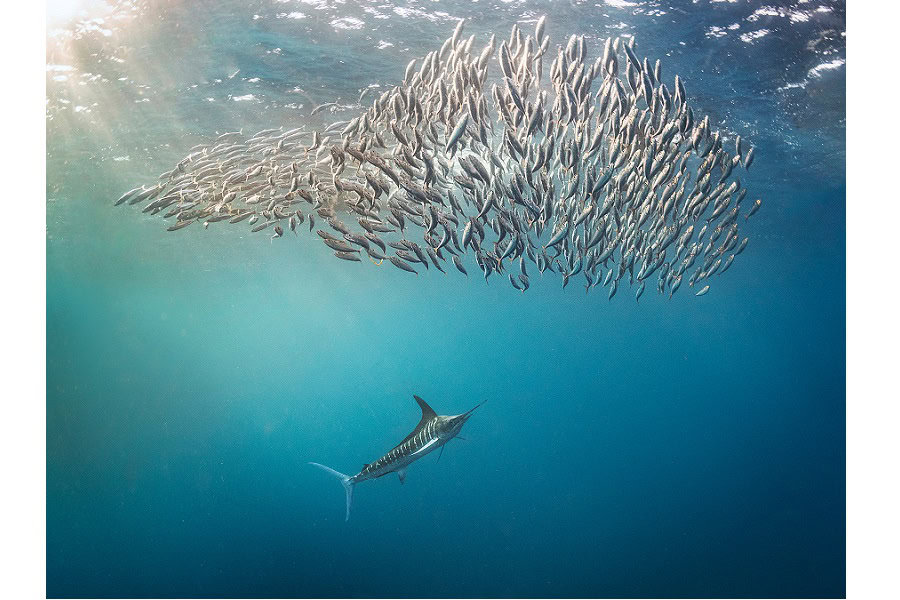 3rd Prize Portfolio © Kat Zhou Ocean Photographer Of The Year (3)