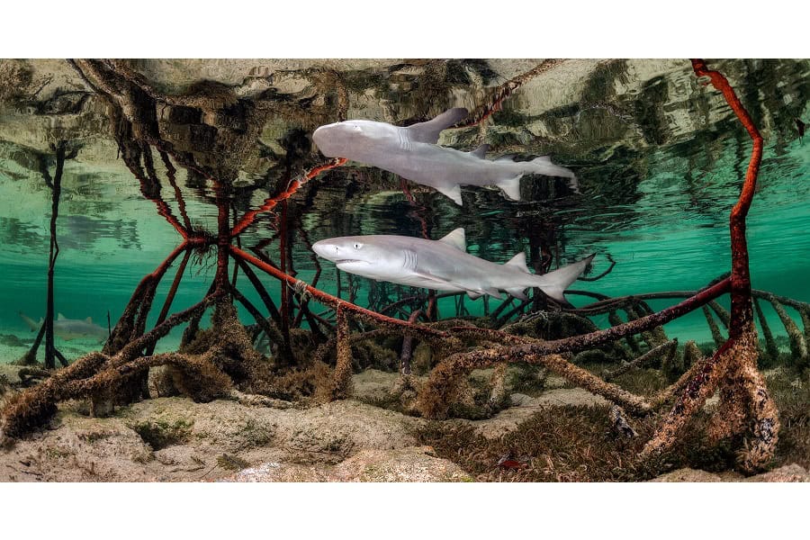 3rd Prize Portfolio © Kat Zhou Ocean Photographer Of The Year