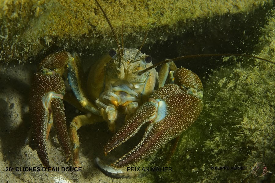 P ヴェルネ 動物賞 2