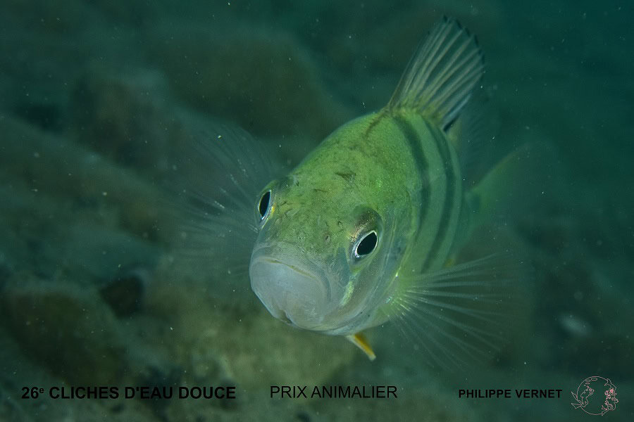 P ヴェルネ 動物賞 3 1
