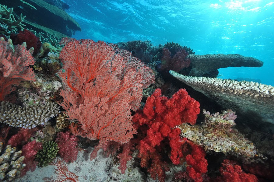 Scuba Diving © P. Laboute Nctps