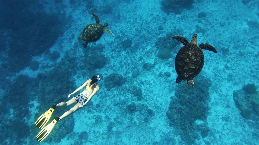 Turtle © Pauline Masse Nctps