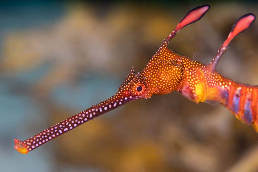 Z8 And Nauticam 13