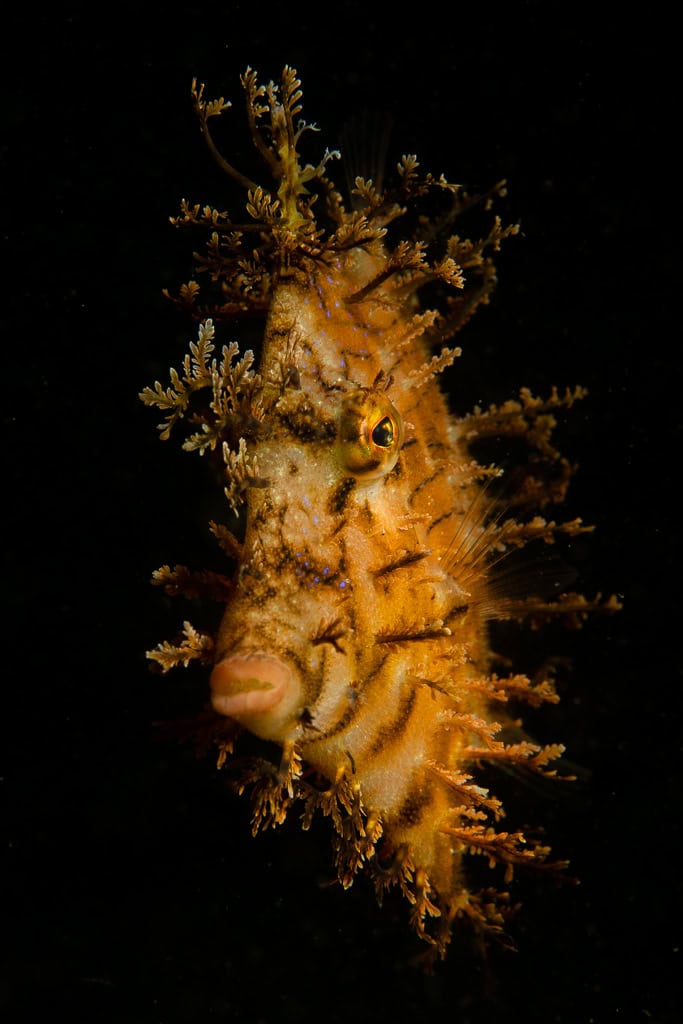 Z8 And Nauticam 14
