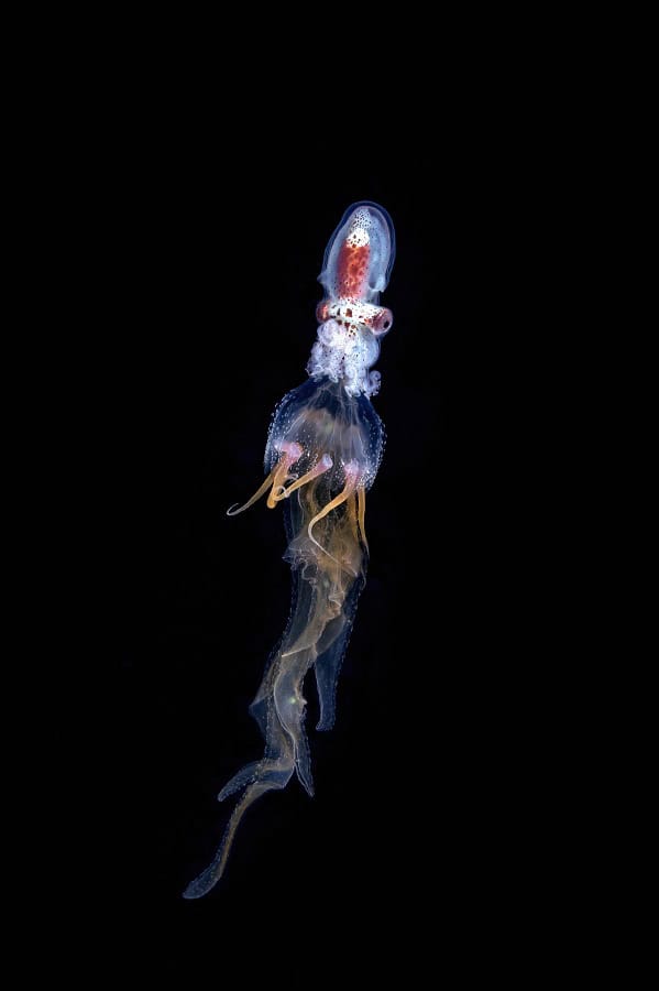 Bm 029kazmierskichristophetransport dun Nautilus Juvenile プリックス バイオ マスター