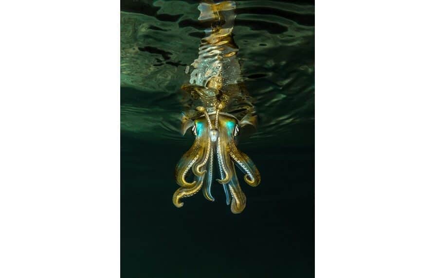 Expert Series Silver Sylvain Corbel 100374 Ce Se 2 Hd 900x570 1
