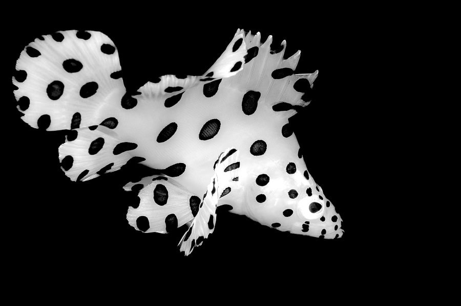 Nb 009desormaispatrickrobe a pois 3eme ノワール ブラン
