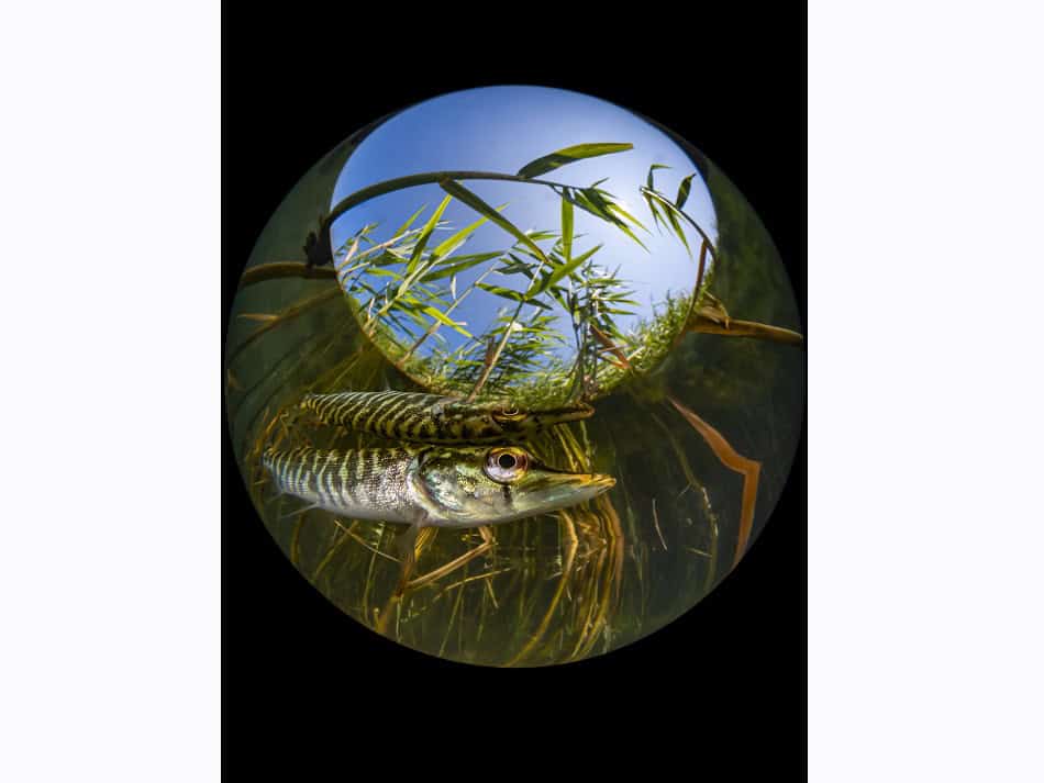 Ocean Art 2024 Compact Wide Angle 2 Enrico Somogyi