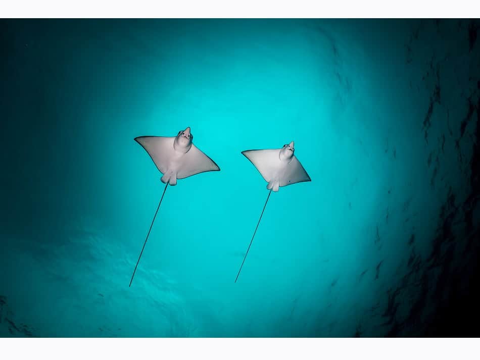 Ocean Art 2024 Compact Wide Angle 3 Marco Lausdei