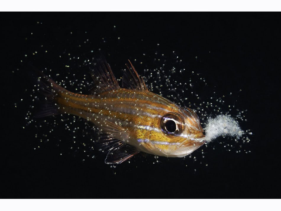 Ocean Art 2024 Behavior 1 Yoichi Sato