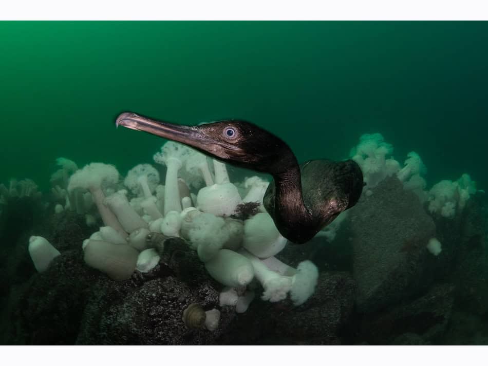 Ocean Art 2024 Cold Water 1 James Emery