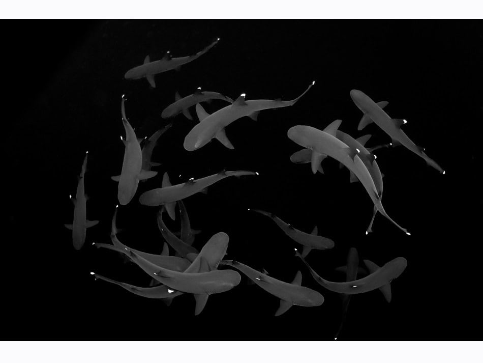 Ocean Art 2024 Black and White 1 Eduardo Labat