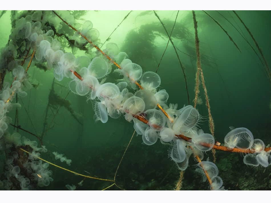 Ocean Art 2024 Nudibranchs 1 Borut Furlan