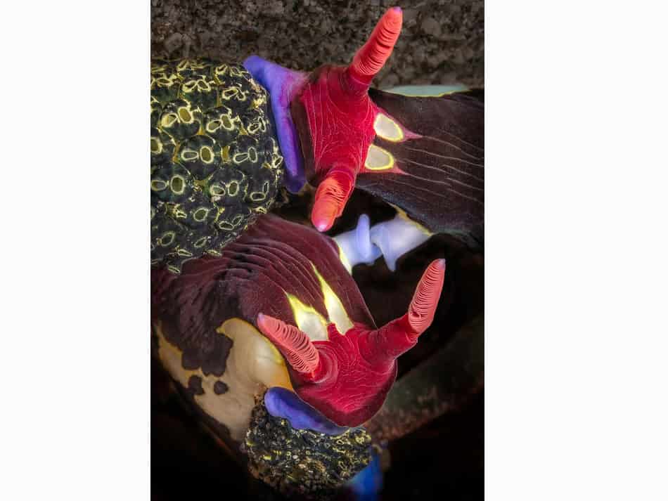 Ocean Art 2024 Nudibranchs 2 Jenny Stock