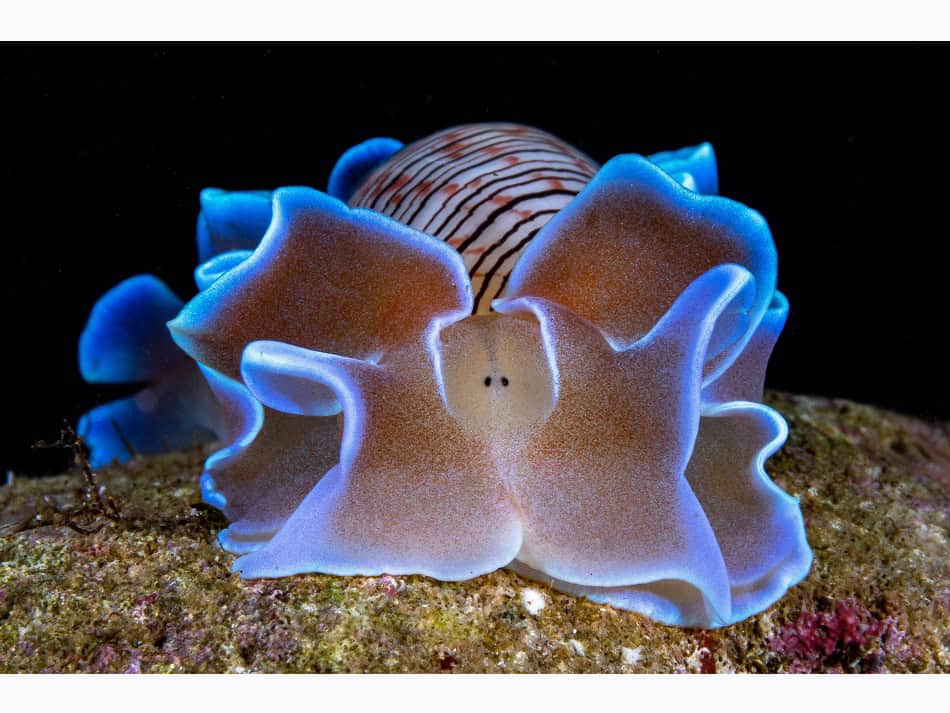 Ocean Art 2024 Nudibranchs 3 David Pleuvret