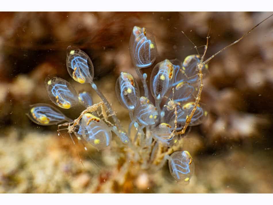 希望生物一等奖 逝于水边2025