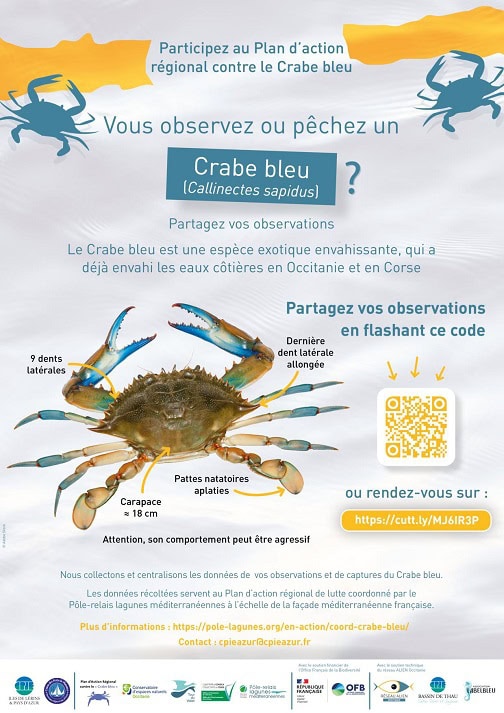 Blue crab poster