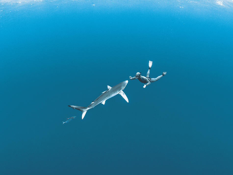 Freediving (3)