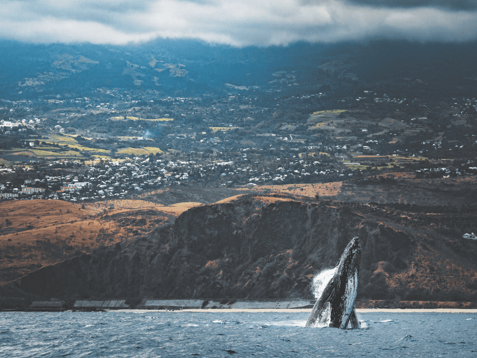 Whale (1)