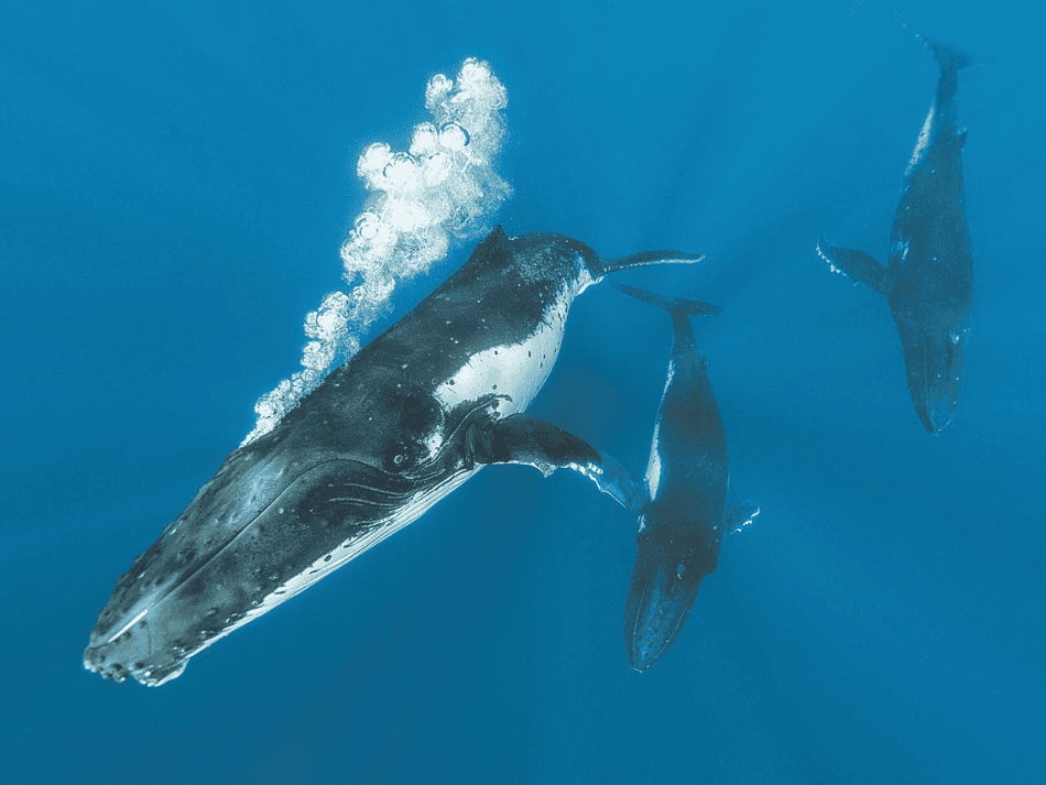Whale (2)
