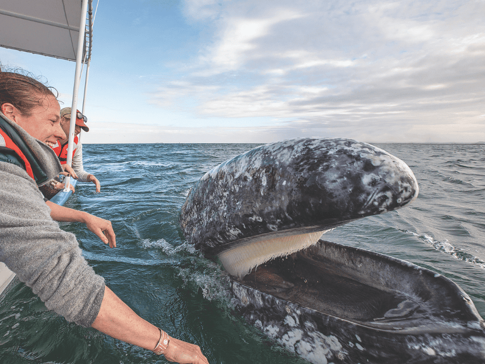 Whale (3)
