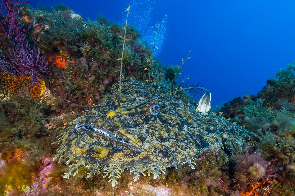 Rape, seco del langostino