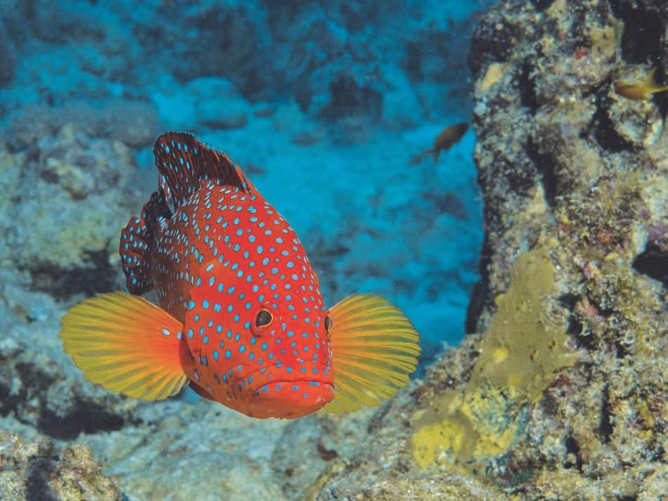 Fish Biodiversity 3