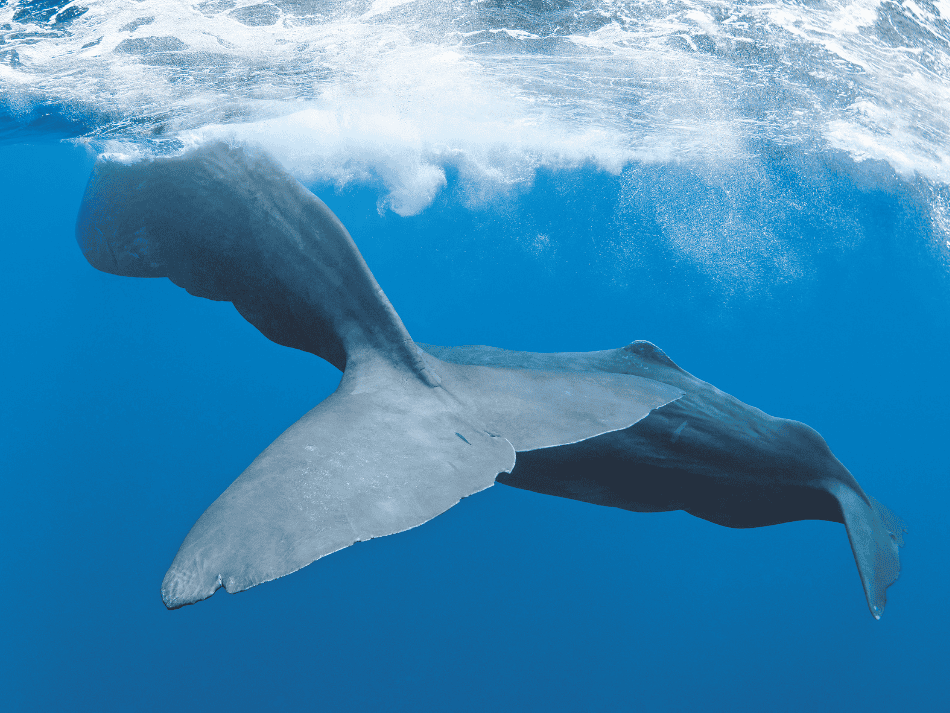 Sperm whale (3)