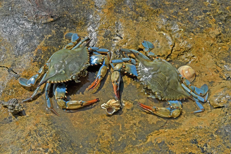Blue crab (callinectes sapidus) females at low tide in summer. © Plongez! Bios Jean-Claude Carton