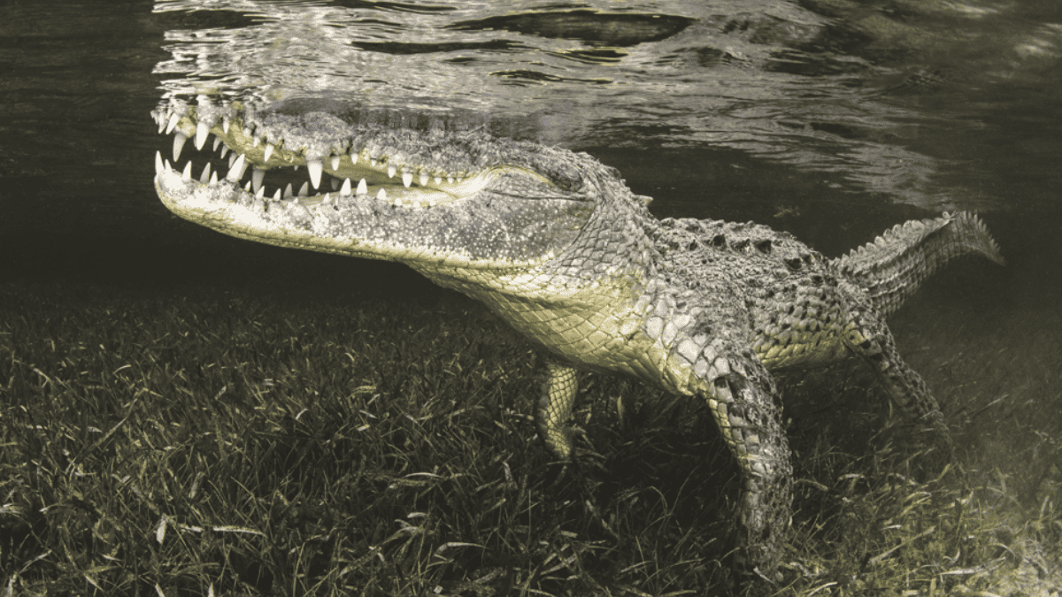 Croco couverture