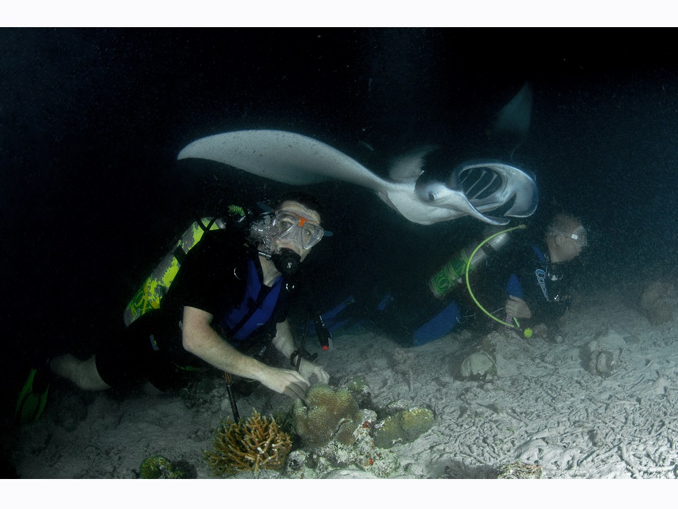 Dominique Barray Maldives Manta night, surface d8514 (4)