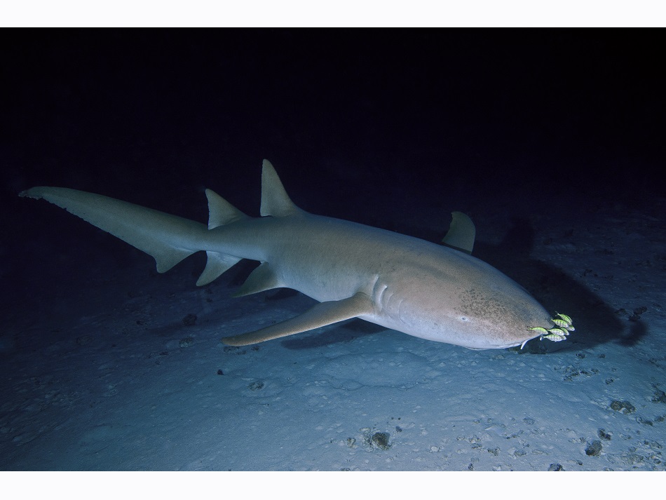 Tawny nurse shark, nebrius ferrugineus, night