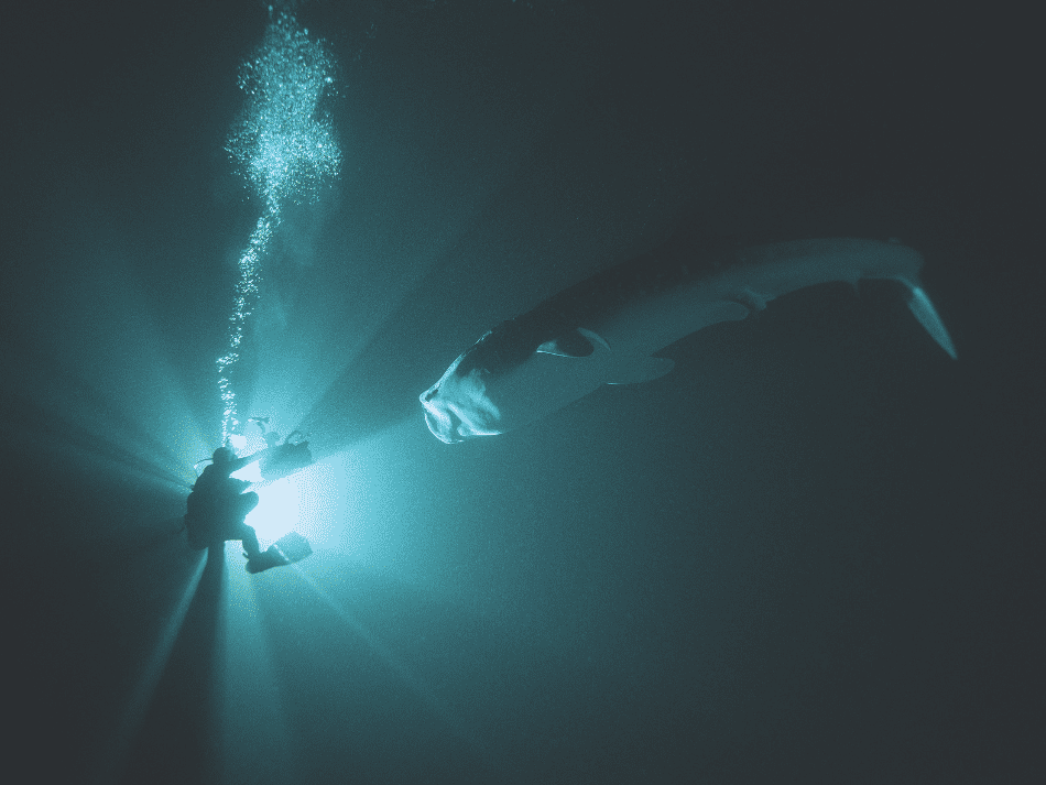 Light (1)