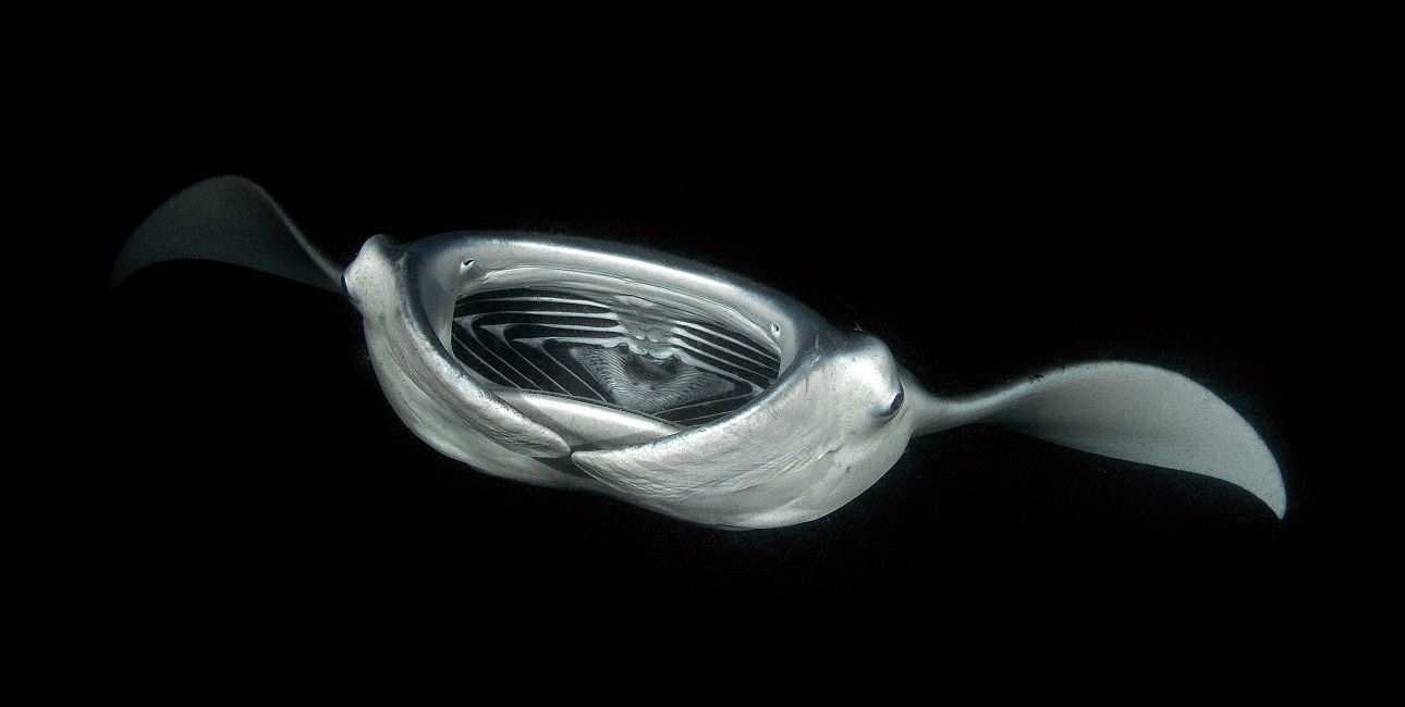 Manta d'alfred, manta alfredi, nuit,