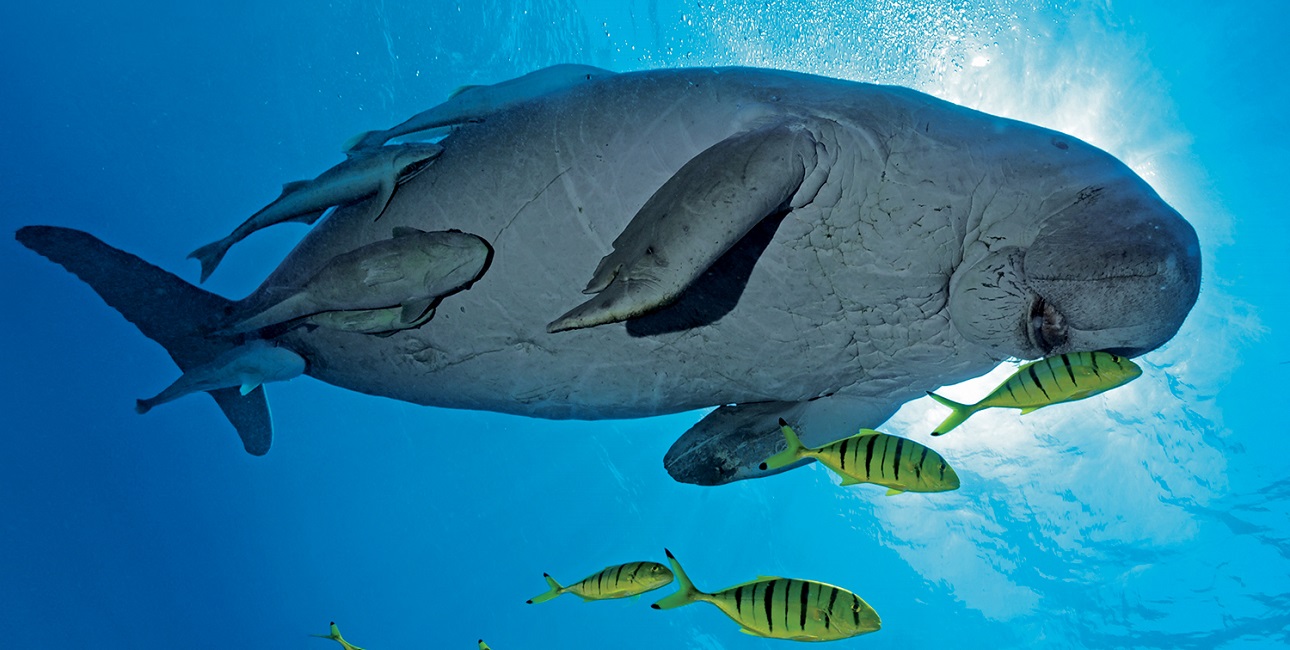 Nicolas barraque marsa alam dugong mars (2022 10 26 10 45 03 utc)