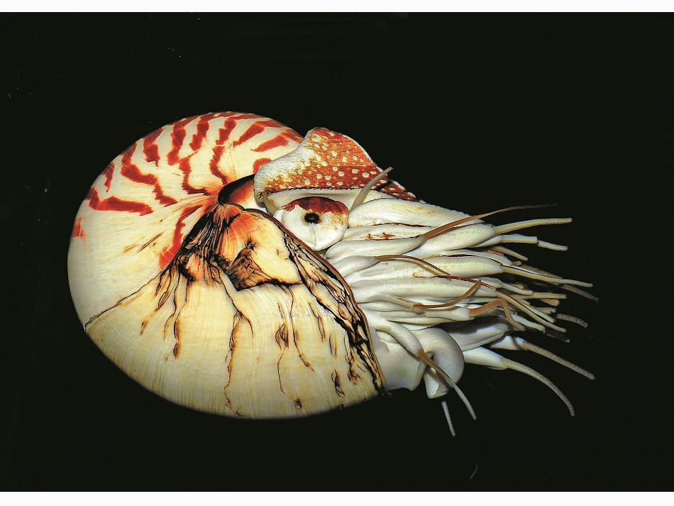 Nicolas Barraqué nautilus