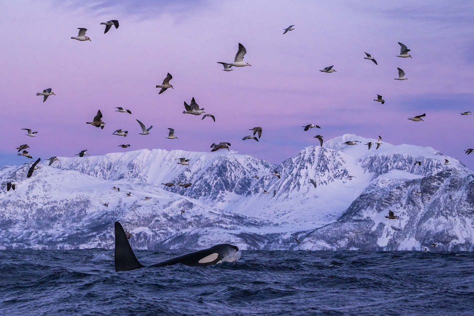 Orca with birds in Skjervøy © Ismaele Tortella Visit Norway