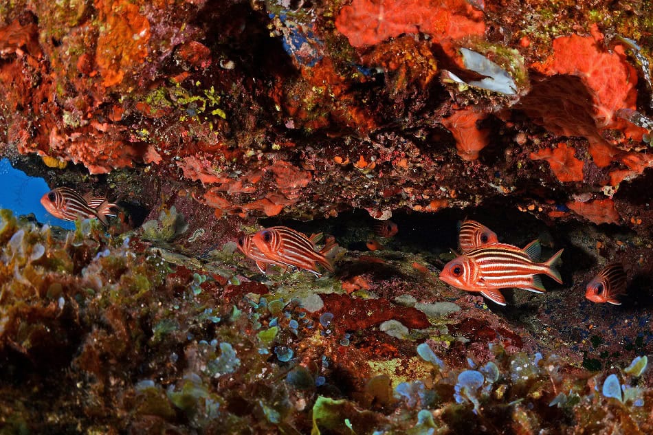 Dusky squirrelfish Sargocentron vexillarium Nicolas Barraqué