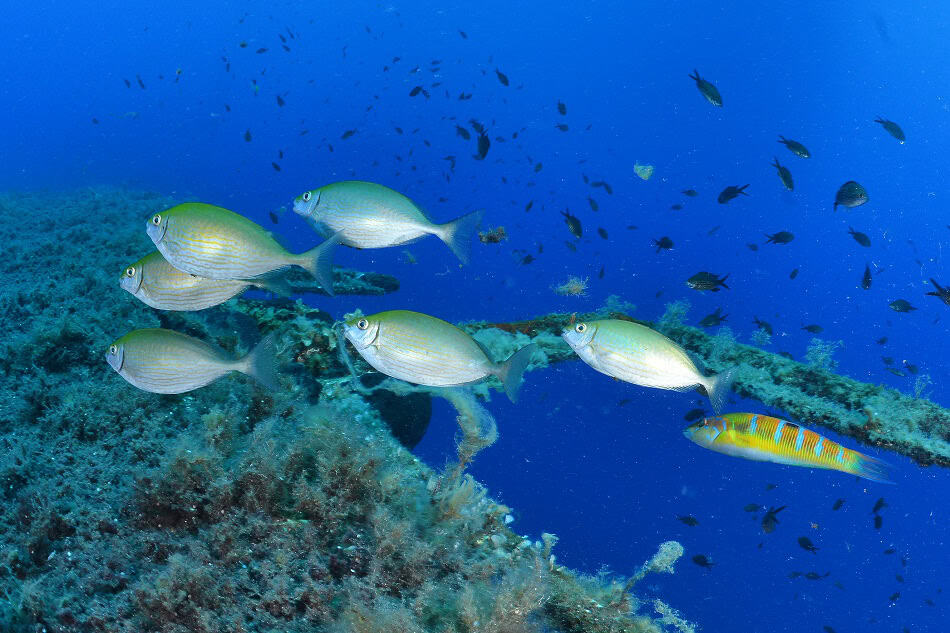Rabbitfish Nicolas Barraqué June 2014 Cyprus Larnaca Zenobia DSC 8448