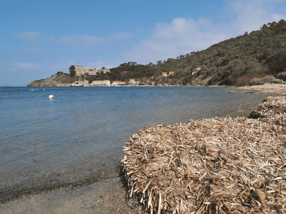 Posidonia (1)