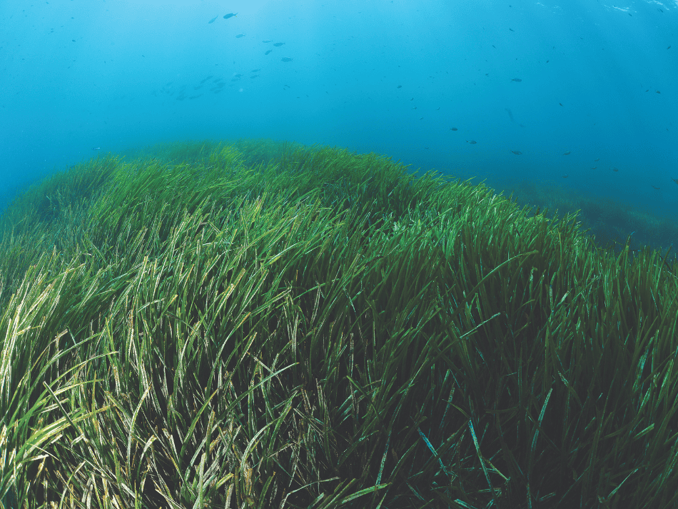 Posidonia (2)