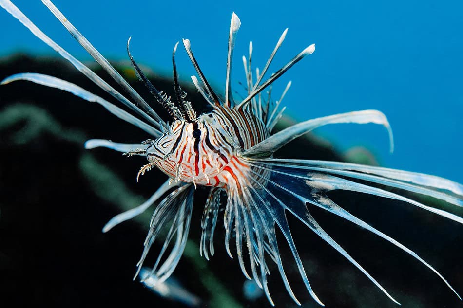 Lionfish, Pterois volitans D2412 Dominique Barray