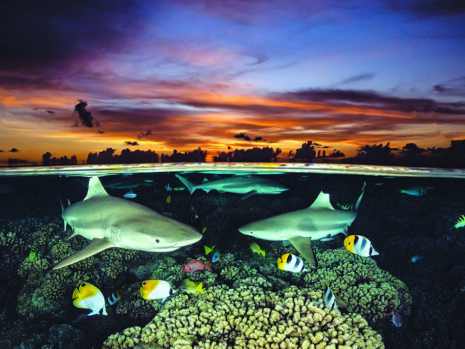 Black tip farkarava