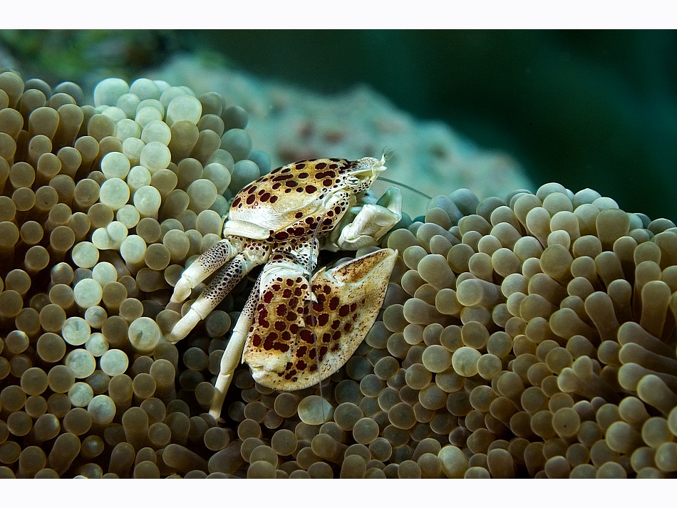 Bunaken Porcelain Crab Anemone 45 Hervé Colombini