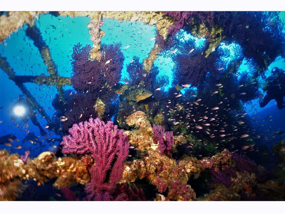 Voluntary Immersion Patrice Courtin