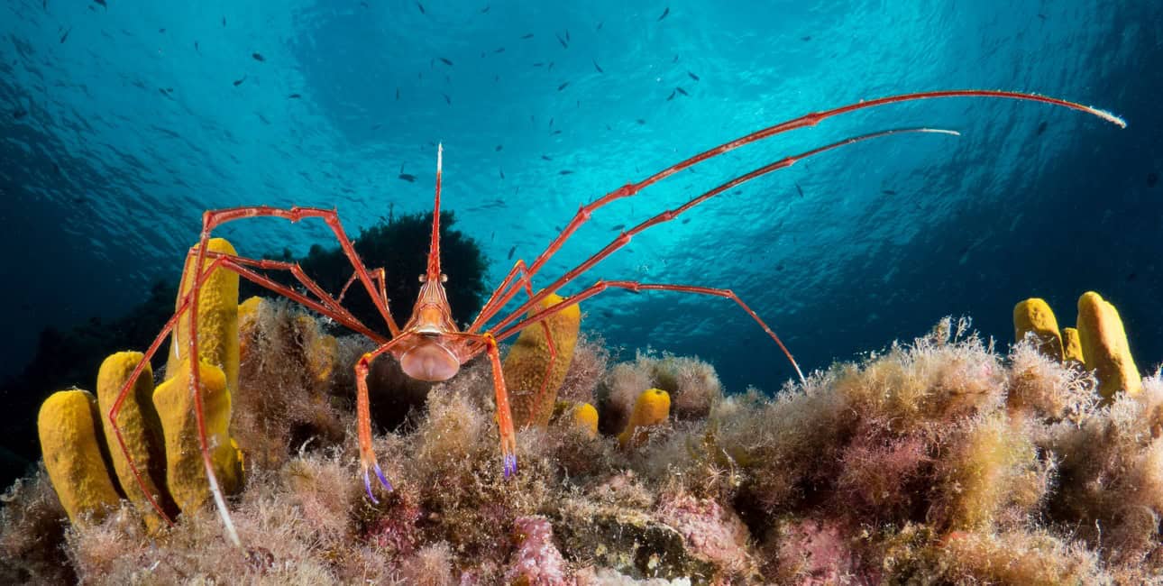 Les Crabes Dans Tous Leurs états