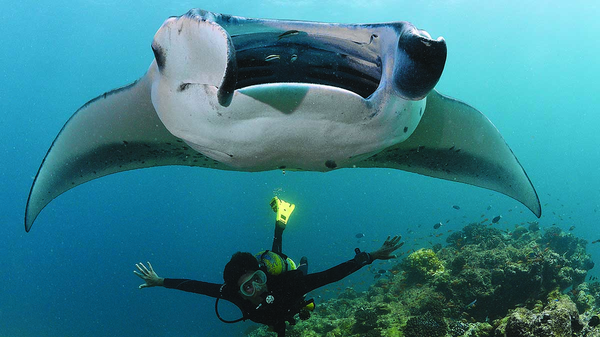 Manta et plongeur