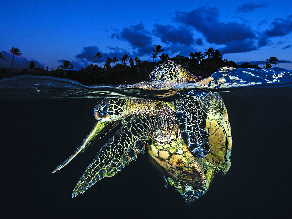 Mating turtle