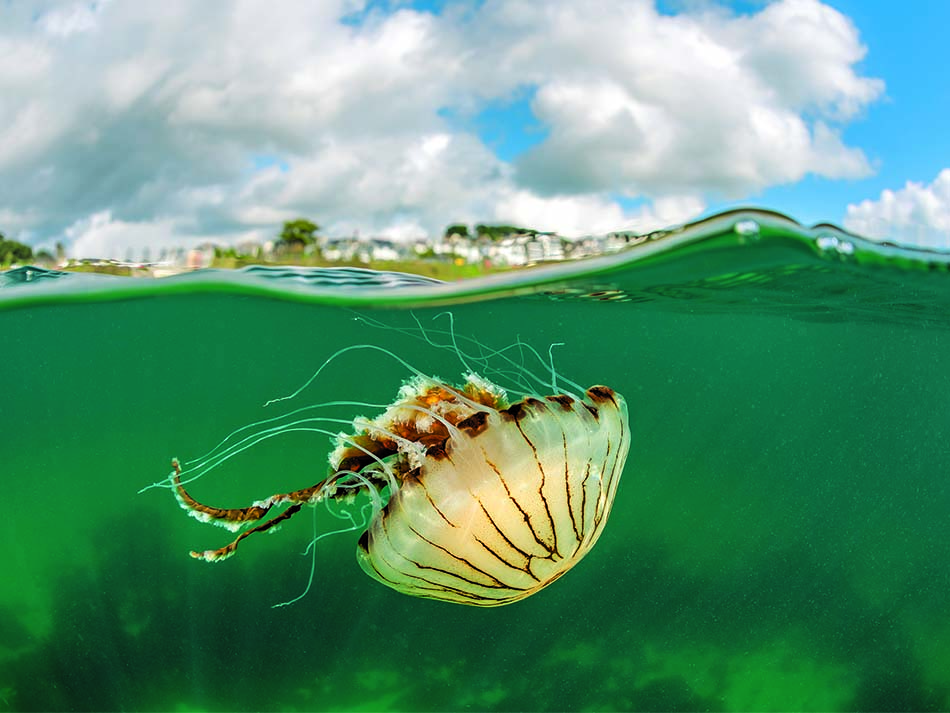 Jellyfish 1