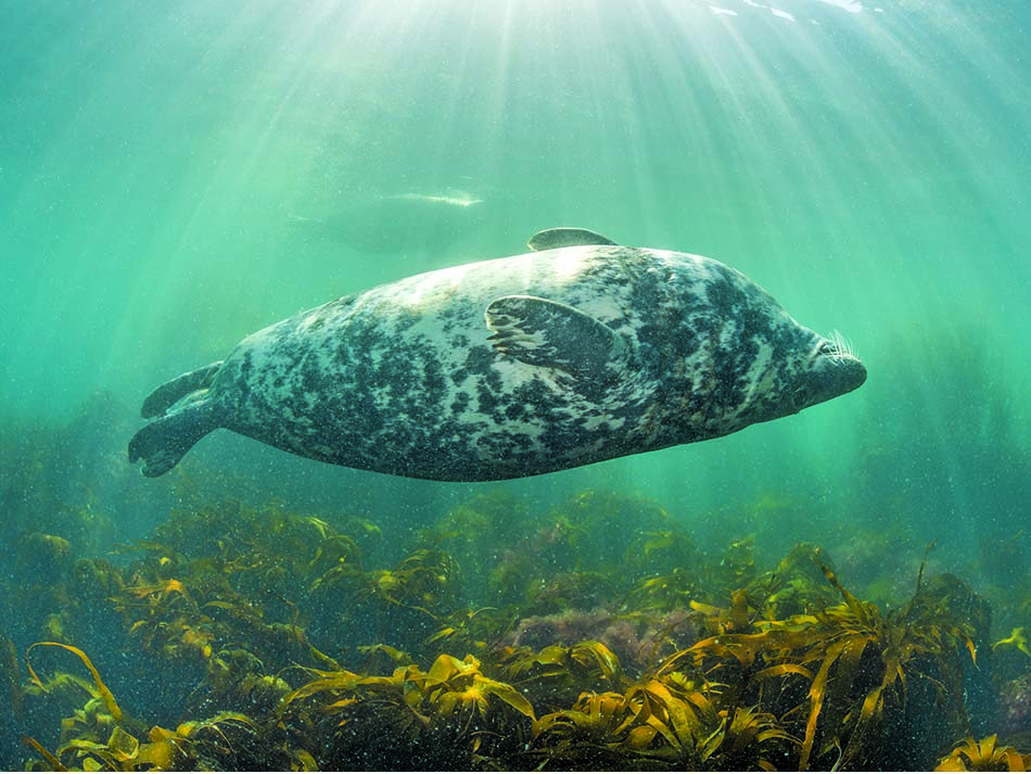 Seal